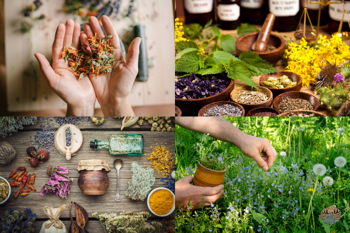 Best medicinal seed kit collage showcasing a variety of natural herb seeds for remedies.